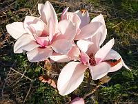 magnolia_star_wars
