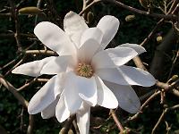 magnolia_stellata