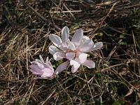 magnolia_stellata_king_rose-seedling(r)