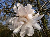 magnolia-king-rose