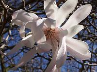 magnolia_stellata_king_rose