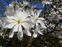 magnolia_stellata_water_lily
