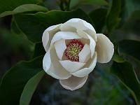 magnolia_summer_solstice