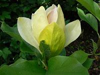 magnolia-sunsation