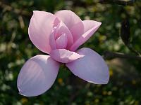 magnolia_sweetheart