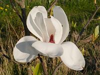 magnolia_sybille