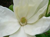 magnolia-thompsoniana