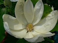 magnolia-x-thompsoniana