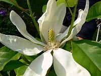 magnolia_thompsoniana