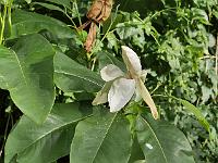 magnolia_thompsoniana_cairn_croft