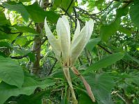 magnoliatripetala