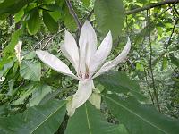 magnolia_tripetala