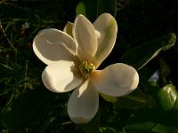 magnolia-moonglow