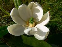 magnolia-virginiana
