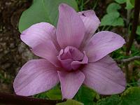 magnolia_vulcan