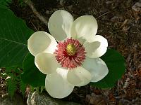 magnolia-wieseneri