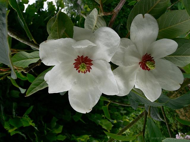 01-06-2007_17-06-16_41