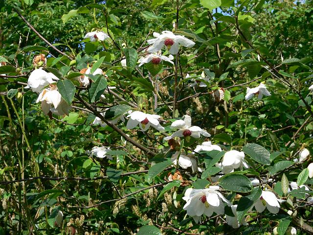 20-05-2007_16-14-17_10