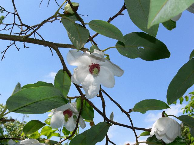 20-05-2007_16-14-47_18