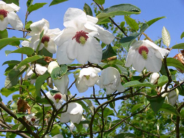 20-05-2007_16-15-24_26