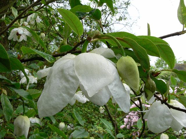 28-05-2006_08-13-52_43