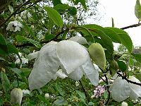 28-05-2006_08-13-52_43