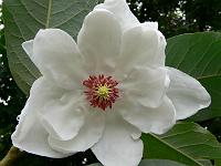 magnolia_wilsonii