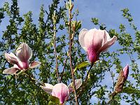 magnolia_wim_rutten