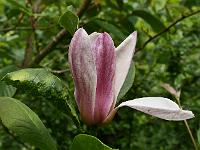 magnolia_wood_dance