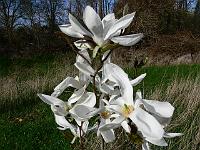 magnolia_x_kewensis_'wada's_memory'