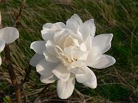 magnolia_x_loebneri_'wildcat'