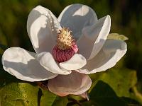 magnolia_x_wieseneri_swede_made