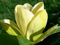magnolia_yellow_bird