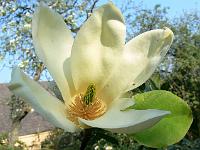 magnolia-yellow-fever