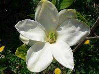 magnolia_yellow_river_syn._fei_huang