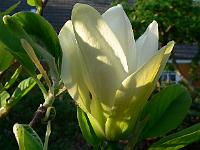 magnolia_yellow_river