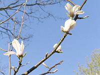 magnolia_zenii_hybrid