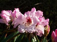 rhododendron_adenogynum