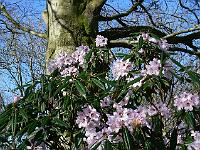 rhododendron-adenogynum