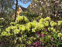 rhododendron_ambiguum