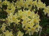 rhododendron_ambiguum_2