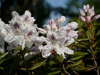 rhododendron_annae