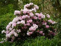 rhododendron_anwheiense