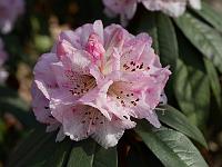 rhododendron_arboreum