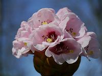 rhododendron_asterochnum
