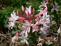 rhododendron-atlanticum