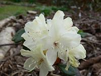 rhododendron_aureum