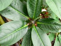 rhododendron_beesianum