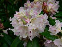 rhododendron-brachycarpum