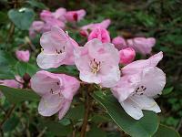 rhododendron_callimorphum